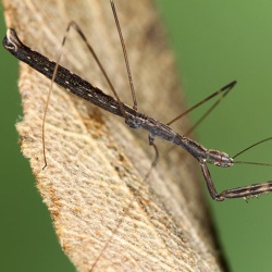 Metapterus caspicus